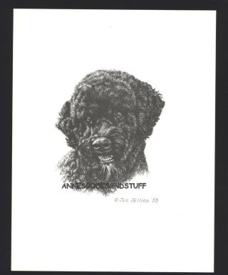 406 Portuguese Water Dog Dog Art Print Pen And Ink Drawing Jan Jellins