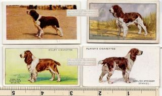 English Springer Spaniel Dogs 4 Different Vintage Ad Trade Cards 2nd