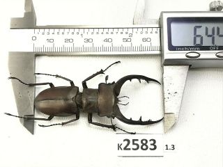K2583 Unmounted Beetle Lucanus Luci Vietnam Central