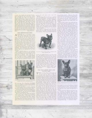 Antique 1908 French Bulldog Show Dog Breeder Kennel Historical Photo Article Pg