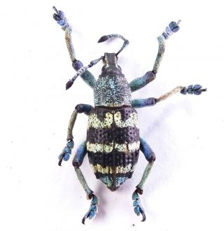 Eupholus Nickerli - Curculionidae 19mm From Labu Mountain,  Lae,  Papua Guinea