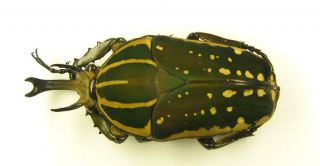 Chelorrhina Polyphemus Confluens Male 60mm (cetoniinae)