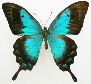Papilio Lorquinianus Ochoco Male From Yapen Isl