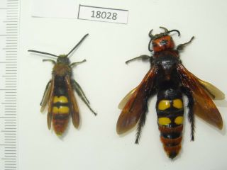 Beetle,  Wasp,  18028,  Hymenoptera,  Scolia Sp. ,  M,  F