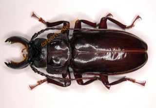 Cerambycidae - Mallodon Downesi Pair (male52mm Loose Claw) From Ivory Coast Kc328