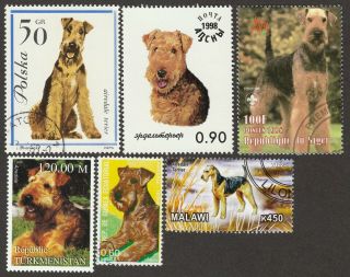 Airedale Terrier Int 