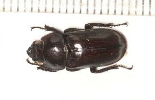 Beetle Lucanidae Dorcus Heyangi Tibet F