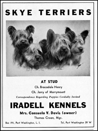 1940 Skye Terriers Dogs Iradell Kennels Long Island Vintage Photo Print Ad Adl71