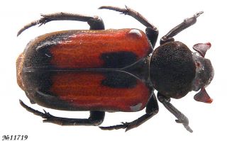 Coleoptera Cetoniinae Clinterocera Jucunda Thailand 19mm
