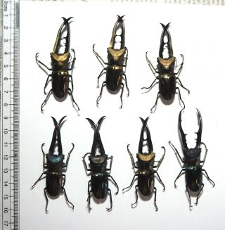 Lucanidae.  7 X Cyclommatus Metallifer Finae. ,  60mm Peleng Is