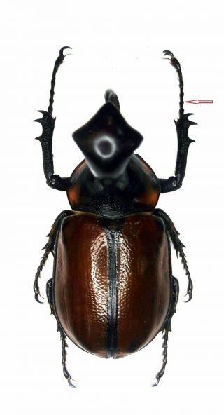 Insect Beetles Dynastinae Golofa Xiximera 43 Mm Mexico A2