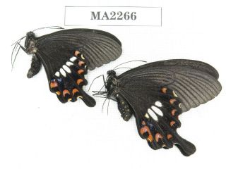 Butterfly.  Papilio Polytes Ssp.  China,  Yunnan,  Lijiang,  Yulong.  1p.  Ma2266.