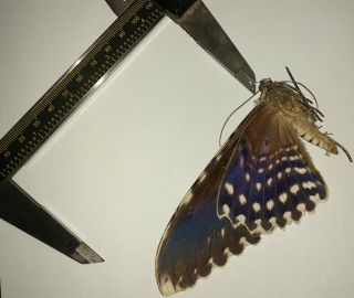 Noctuidae/moth Thysania Agrippina Sp Code 130 From Peru