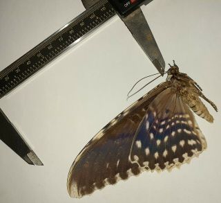 Noctuidae/moth Thysania Agrippina Sp Code 121 From Peru