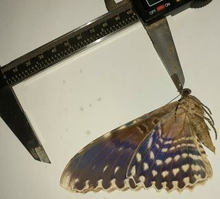 Noctuidae/moth Thysania Agrippina Sp Code 105 From Peru