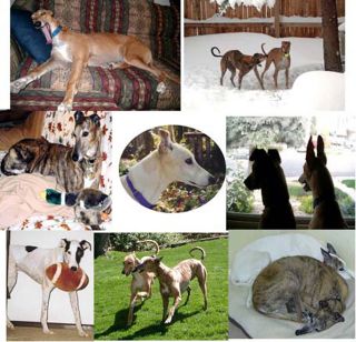 Many Moods Iii Greyhound Dog Note Cards Whippet Galgo