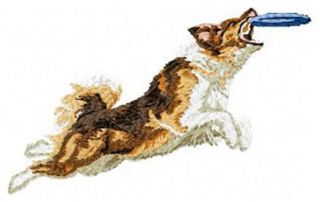 Australian Shepherd,  Aussie Dog Jumping For Frisbee,  Embroidered Patch 2.  4 " Tall