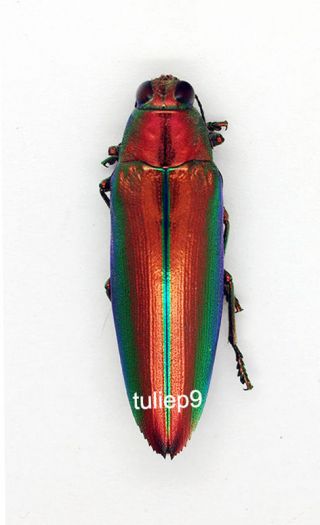 Buprestidae - Chrysochroa ssp (MorF) - Palolo,  Central Sulawesi,  Indonesia 2