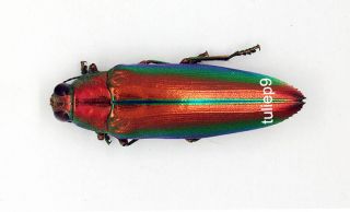 Buprestidae - Chrysochroa ssp (MorF) - Palolo,  Central Sulawesi,  Indonesia 3
