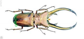 Beetle - Lucanidae - Cyclommatus Elaphus (m) - Sumatra,  Indonesia