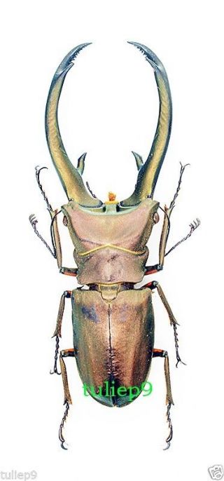 Beetle - Lucanidae - Cyclommatus Elaphus (m) - Sumatra,  Indonesia 2