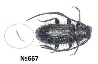 Coleoptera Cerambycidae Gen.  Sp.  Indonesia N.  Sumatra 4mm