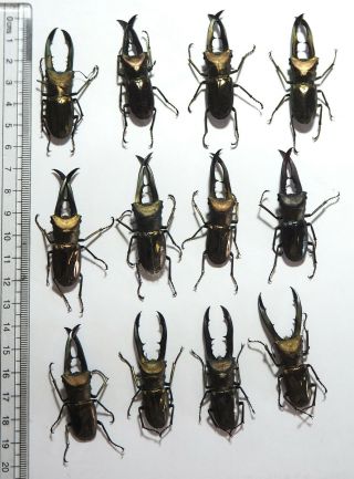 Lucanidae.  12 X Cyclommatus Metallifer Finae. ,  50mm Peleng Is