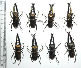Lucanidae.  8 X Cyclommatus Metallifer Finae. ,  55mm Peleng Is
