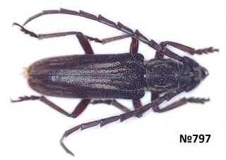 Coleoptera Cerambycidae Gen.  Sp.  Indonesia N.  Sumatra 18mm