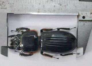 Passalidae Sp 65mm From Peleng Indonesia