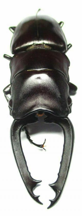 B006 Lucanidae: Prosopocoilus Buddha Cavifrons Teledont Male 52mm
