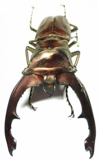 005 Lucanidae: Cyclommatus Zuberi Male 57.  5mm Teledont