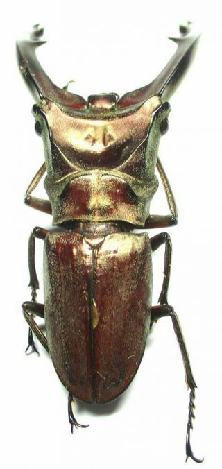 005 Lucanidae: Cyclommatus zuberi male 57.  5mm Teledont 4