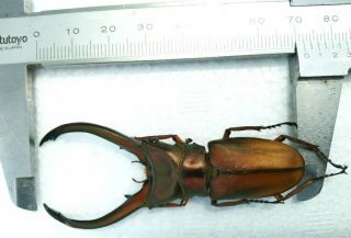 Cyclommatus Truncatus 71mm From Sumatra Indonesia