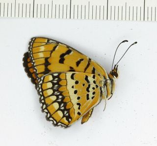 Byblia Ilithyia Nymphalidae Butterfly From South Africa Papered