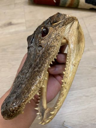 Real Alligator Gator Head Crocodile Skull Taxidermy,  Real Teeth
