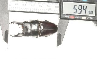 Beetle Lucanidae Dorcus Sp.  59.  4mm Guizhou