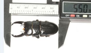 Beetle Lucanidae Dorcus Sp.  55mm S.  W.  Tibet