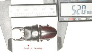 Beetle Lucanidae Dorcus Sp.  52mm Guizhou