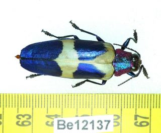 Chrysochroa Buprestidae Coleoptera Beetle Real Insect Vietnam Be (12137)