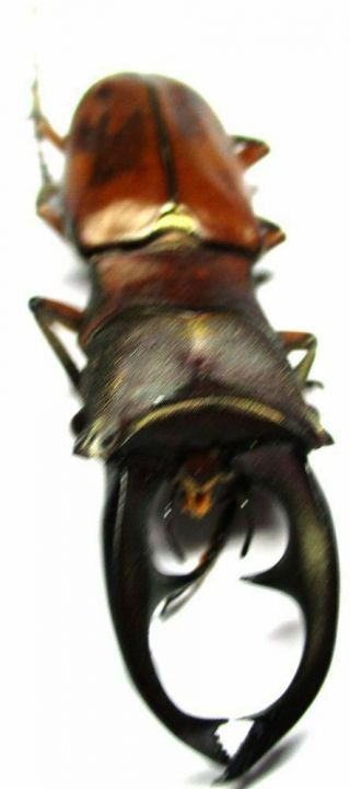 J002 Lucanidae: Cyclommatus Alagari Male 54mm