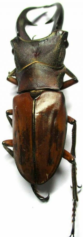 j002 Lucanidae: Cyclommatus alagari male 54mm 4