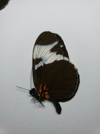Real Heliconius Sapho - Butterfly Unmounted México Chimalapas Os 1