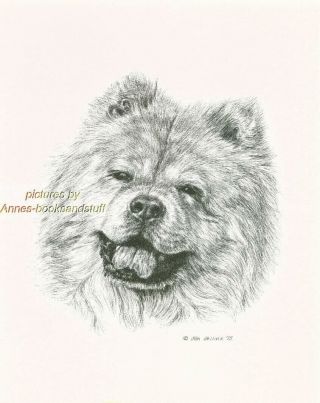 85 Chow Chow Portrait Dog Art Print Pen And Ink Drawing Jan Jellins