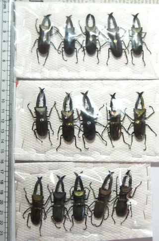 Lucanidae.  15 X Cyclommatus Metallifer Finae.  40 To 49mm Peleng Is