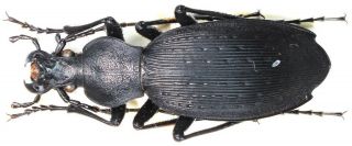 29.  Carabidae - Carabus (apotomopterus) Laoshanicus Sstr.  Female
