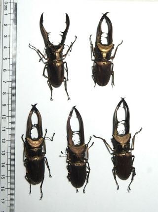 Lucanidae.  5 X Cyclommatus Metallifer,  65mm.  Palu (40)