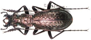 3.  Carabidae - Carabus (pseudocranion) Taibaishanicus Sstr.  Male
