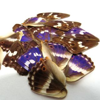 20 Real Butterfly Wing Jewelry Artwork Material Ooak Diy Gift 41