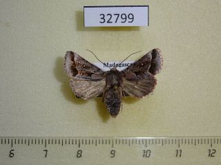 Noctuidae Sp.  4 Madagascar